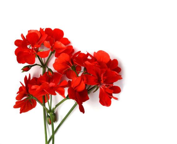 red geranium flower