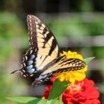 eastern swallowtail butterfly